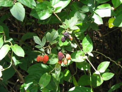 Wild Blackberries