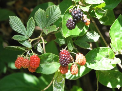 Wild Blackberries