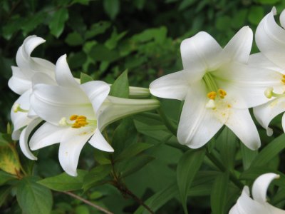 Easter Lily