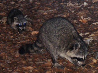 Racoon-mom-baby