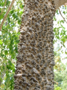 Tickle Tongue Tree - Strange Bark