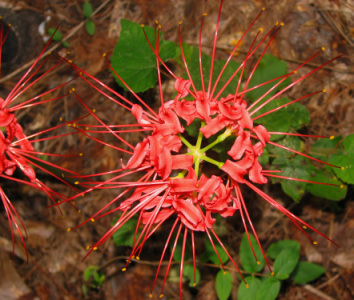 Spider Lily