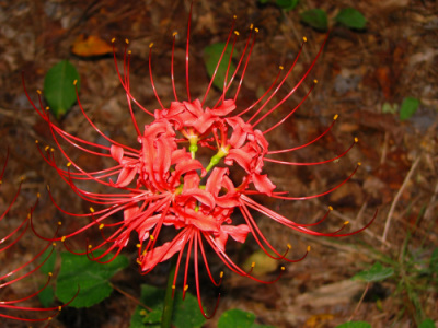 Spider Lily with spider