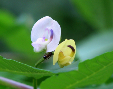 Tiny flower close up