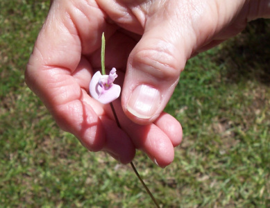 Cool tiny flower in hand