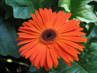 Orange Daisy