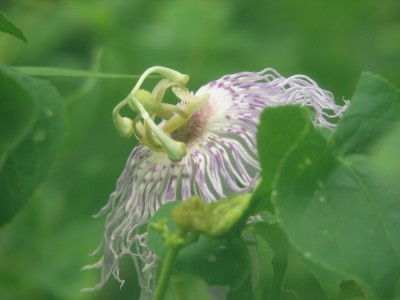 2010 Passion flower