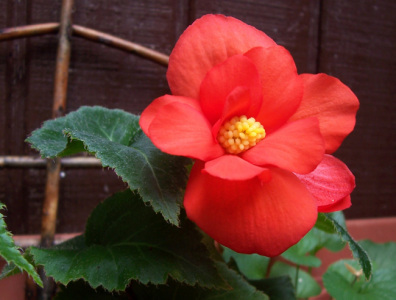 Double Begonias