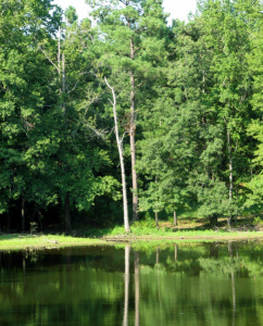 Reflection pond 2