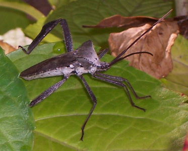 squash bug