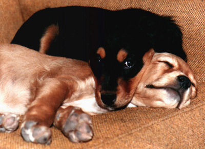 Chip and Chocolate 7 weeks old