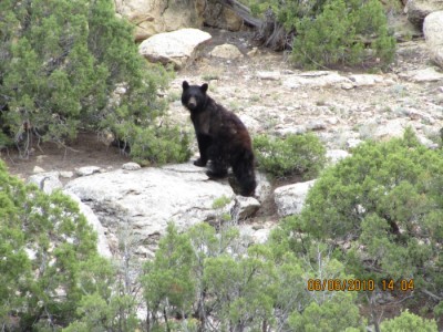 Black bear 3