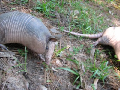 Young Armadillo's
