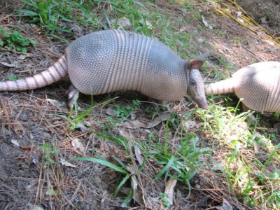 Young Armadillo's