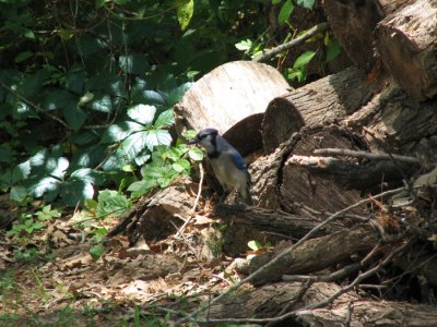 Blue Jay