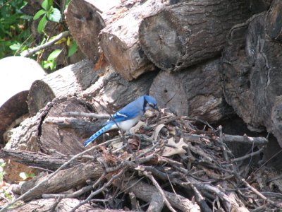 Blue Jay