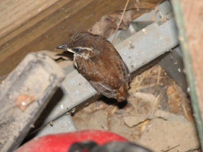 Carolina Wren chick