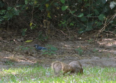 Chuckles and Blue Jay