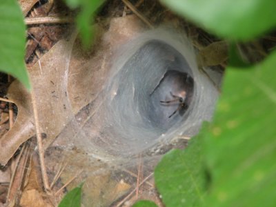 Funnel Web Spider Web