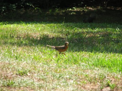 Red Breasted Robin