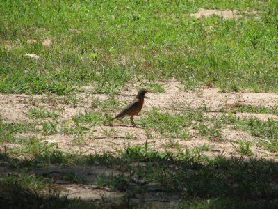 Red Breasted Robin