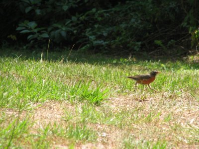 Red Breasted Robin