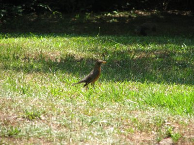 Red Breasted Robin