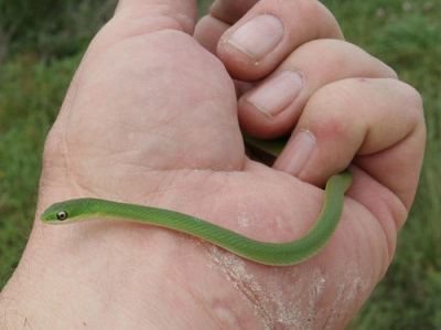 Rough Green tree snake