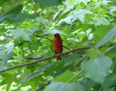 Summer Tanager (Male)