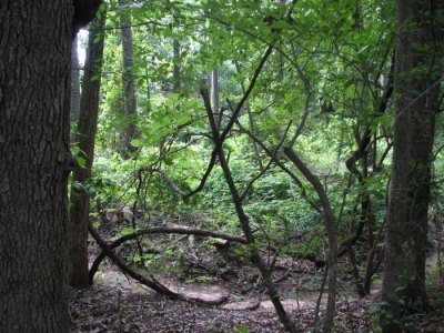 Large vines