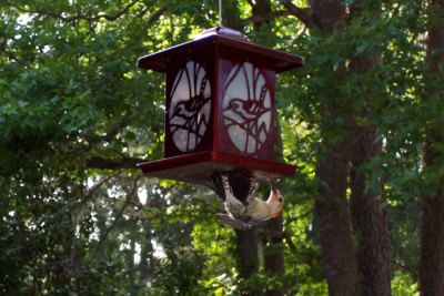 Large Woodpecker