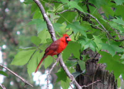 Male Cardinal