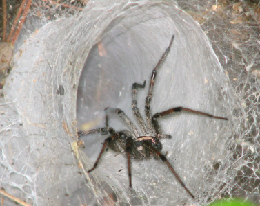 Funnel Web Spider