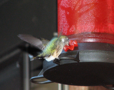 Hummingbird