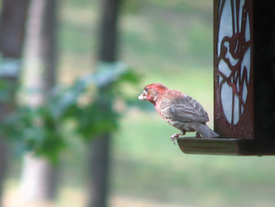 House Finch