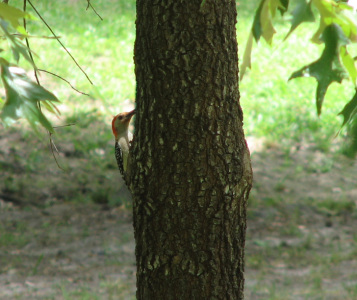 Large Woodpecker